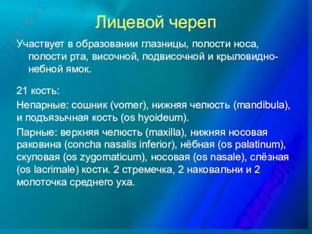 Лицевой череп Участвует в образовании глазницы, полости носа, полости рта, височной,