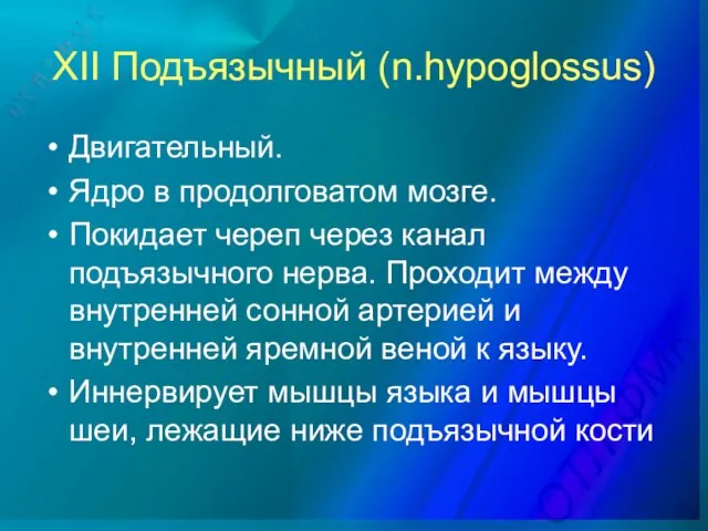 XII Подъязычный (n.hypoglossus) Двигательный. Ядро в продолговатом мозге. Покидает череп через