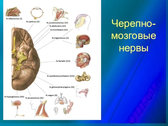 Черепно-мозговые нервы