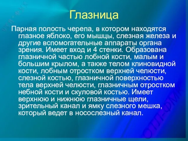 Глазница Парная полость черепа, в котором находятся глазное яблоко, его мышцы,