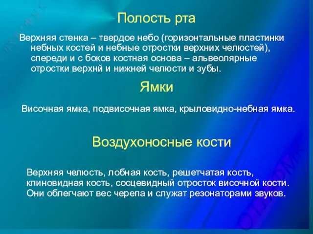 Полость рта Верхняя стенка – твердое небо (горизонтальные пластинки небных костей