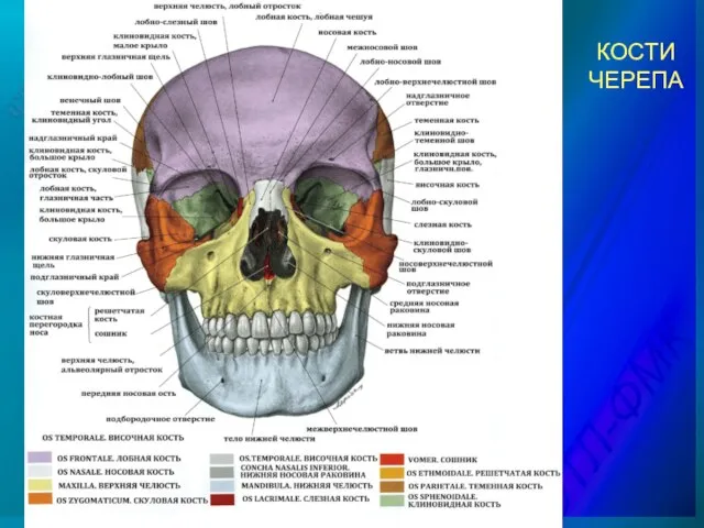 КОСТИ ЧЕРЕПА