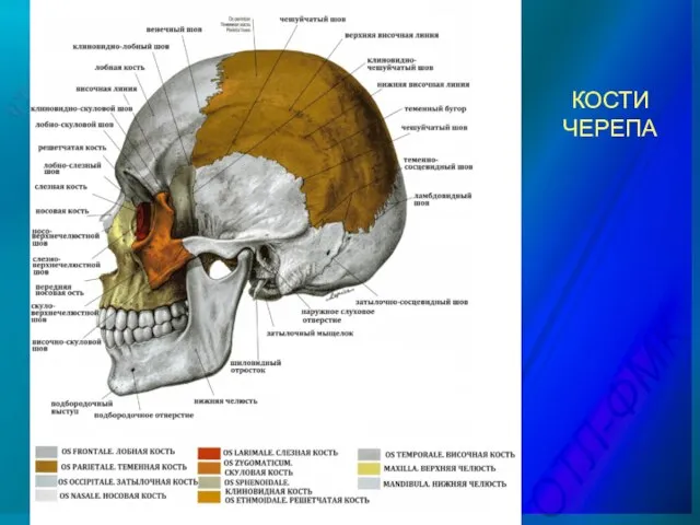 КОСТИ ЧЕРЕПА