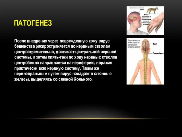 ПАТОГЕНЕЗ После внедрения через поврежденную кожу вирус бешенства распространяется по нервным