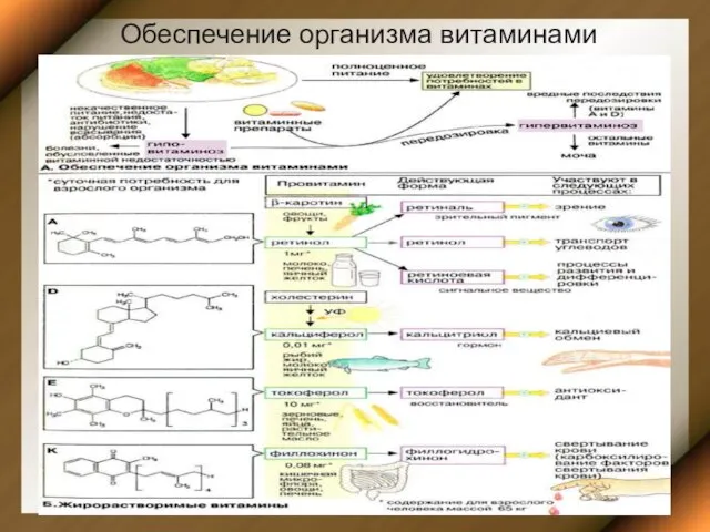 Обеспечение организма витаминами