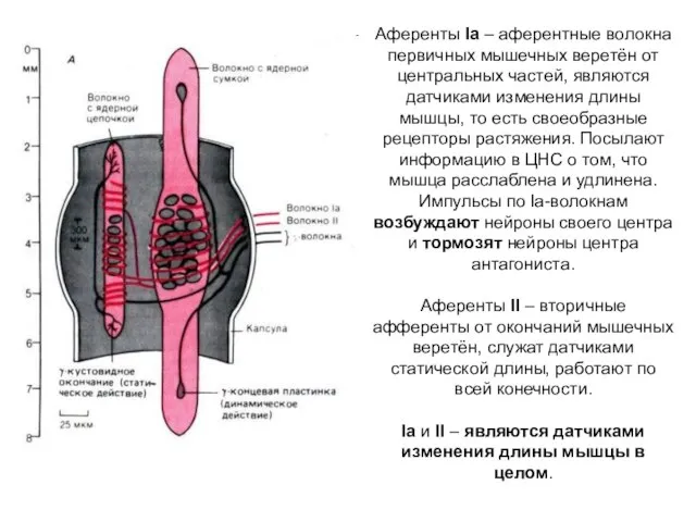 Аференты Iа – аферентные волокна первичных мышечных веретён от центральных частей,