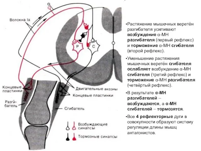 Растяжение мышечных веретён разгибателя усиливают возбуждение α-МН разгибателя (первый рефлекс) и