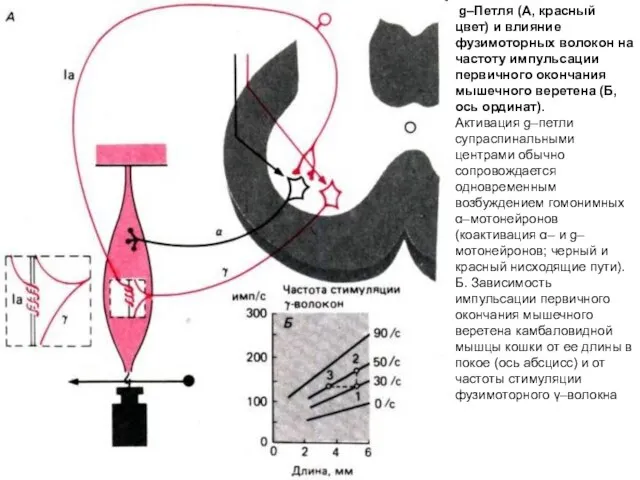 g–Петля (А, красный цвет) и влияние фузимоторных волокон на частоту импульсации