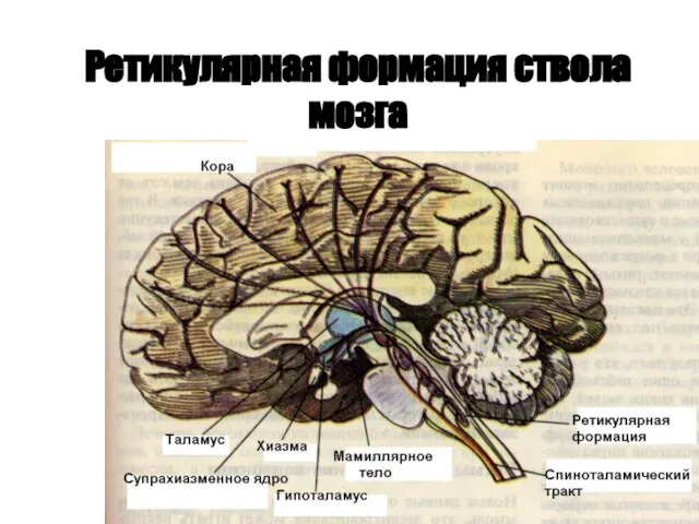 Ретикулярная формация ствола мозга