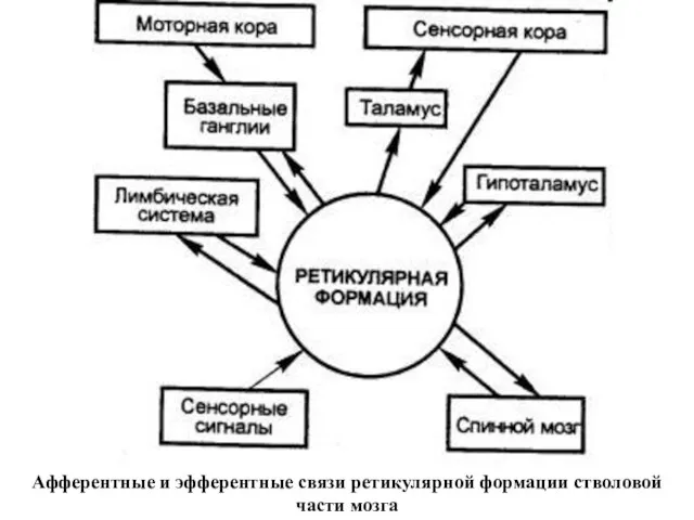 Афферентные и эфферентные связи ретикулярной формации стволовой части мозга