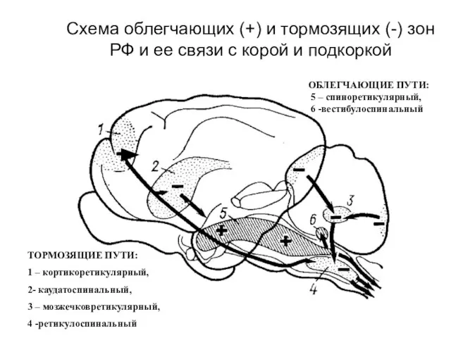 Схема облегчающих (+) и тормозящих (-) зон РФ и ее связи