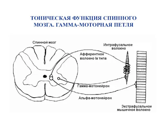 ТОНИЧЕСКАЯ ФУНКЦИЯ СПИННОГО МОЗГА. ГАММА-МОТОРНАЯ ПЕТЛЯ