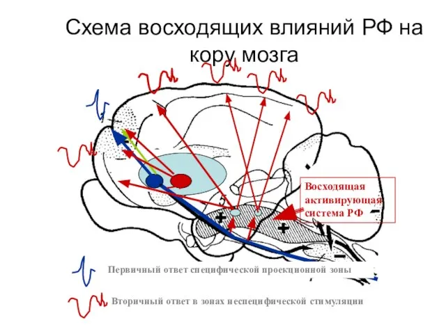 Схема восходящих влияний РФ на кору мозга Первичный ответ специфической проекционной