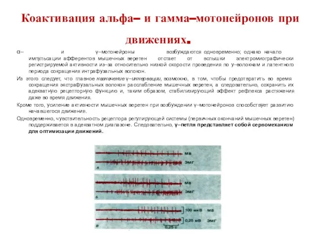 Коактивация альфа– и гамма–мотонейронов при движениях. α– и γ–мотонейроны возбуждаются одновременно;