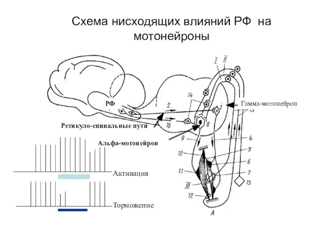 Схема нисходящих влияний РФ на мотонейроны РФ Ретикуло-спинальные пути Альфа-мотонейрон Гамма-мотонейрон Активация Торможение