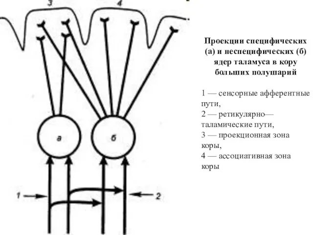 Проекции специфических (а) и неспецифических (б) ядер таламуса в кору больших