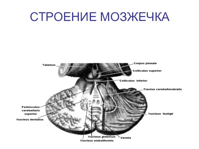 СТРОЕНИЕ МОЗЖЕЧКА