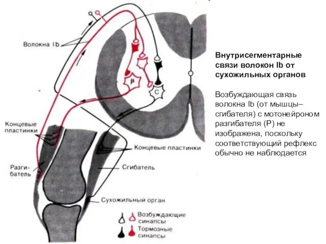 Внутрисегментарные связи волокон Ib от сухожильных органов Возбуждающая связь волокна Ib