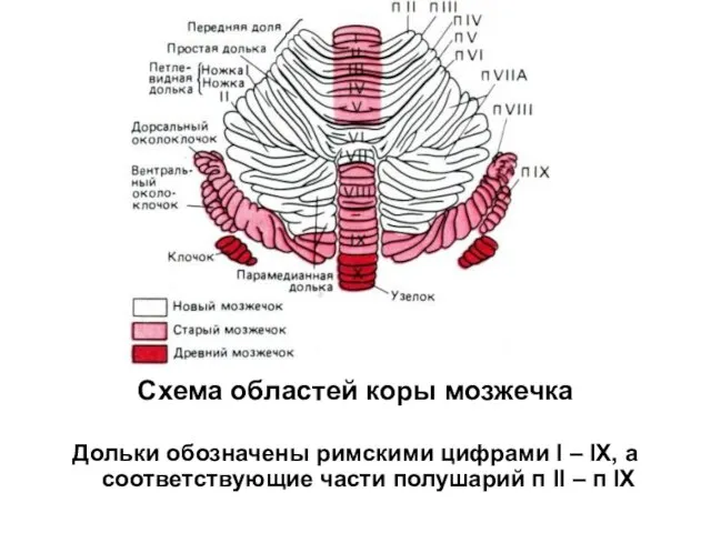 Схема областей коры мозжечка Дольки обозначены римскими цифрами I – IX,