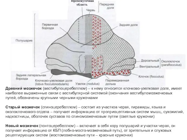 Древний мозжечок (вестибулоцеребеллюм) – к нему относится клочково-узелковая доля, имеет наиболее