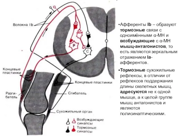 Афференты Ib – образуют тормозные связи с одноимёнными α-МН и возбуждающие