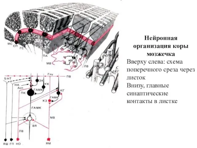 Нейронная организация коры мозжечка Вверху слева: схема поперечного среза через листок