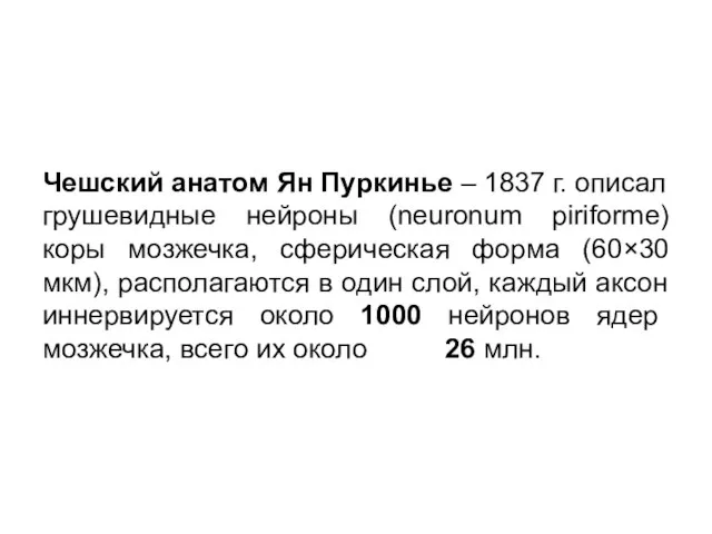 Чешский анатом Ян Пуркинье – 1837 г. описал грушевидные нейроны (neuronum