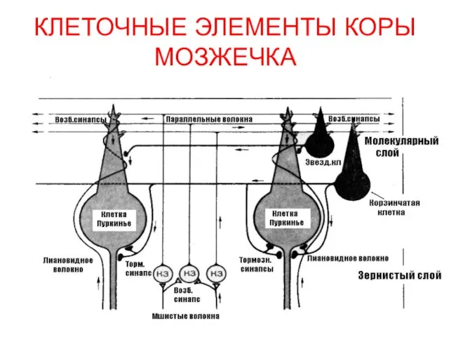 КЛЕТОЧНЫЕ ЭЛЕМЕНТЫ КОРЫ МОЗЖЕЧКА