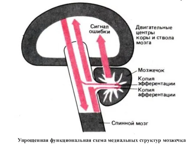 Упрощенная функциональная схема медиальных структур мозжечка