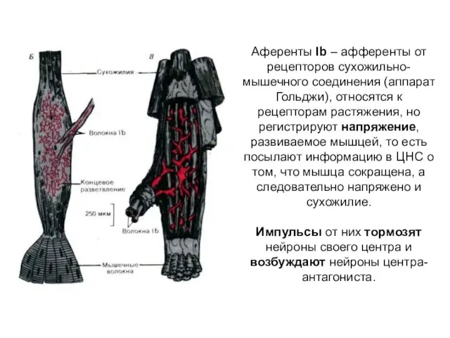 Аференты Ib – афференты от рецепторов сухожильно-мышечного соединения (аппарат Гольджи), относятся