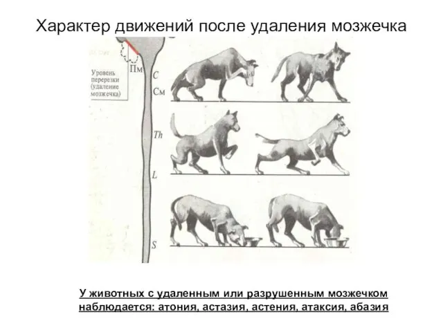 Характер движений после удаления мозжечка У животных с удаленным или разрушенным