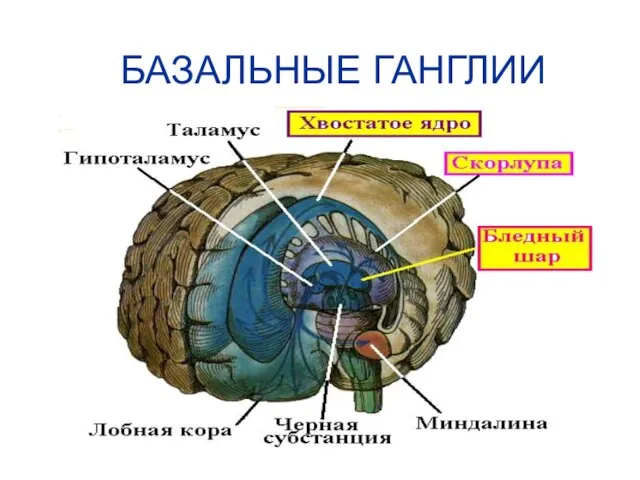 БАЗАЛЬНЫЕ ГАНГЛИИ