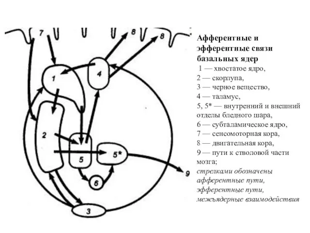 Афферентные и эфферентные связи базальных ядер 1 — хвостатое ядро, 2