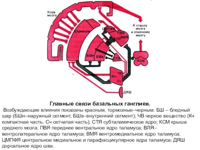 Главные связи базальных ганглиев. Возбуждающие влияния показаны красным, тормозные–черным. БШ –