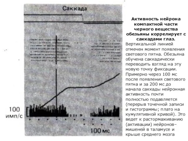 Активность нейрона компактной части черного вещества обезьяны коррелирует с саккадами глаз.