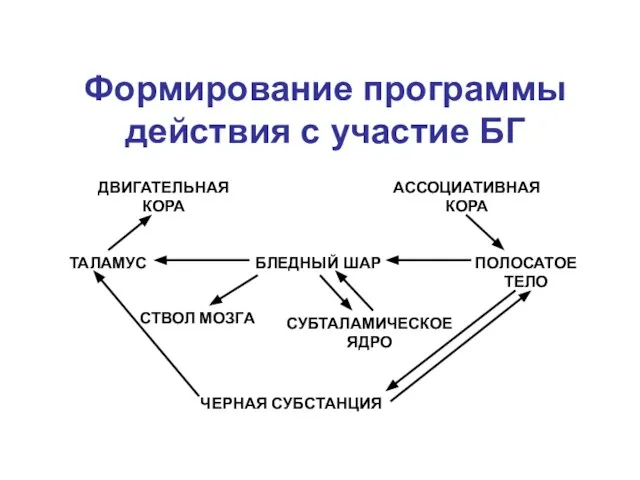 БЛЕДНЫЙ ШАР ПОЛОСАТОЕ ТЕЛО СУБТАЛАМИЧЕСКОЕ ЯДРО СТВОЛ МОЗГА ТАЛАМУС ДВИГАТЕЛЬНАЯ КОРА