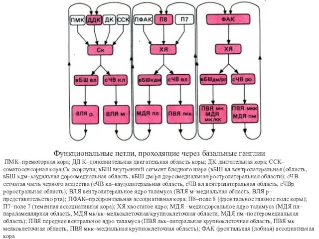 Функциональные петли, проходящие через базальные ганглии ПМК–премоторная кора; ДД К–дополнительная двигательная