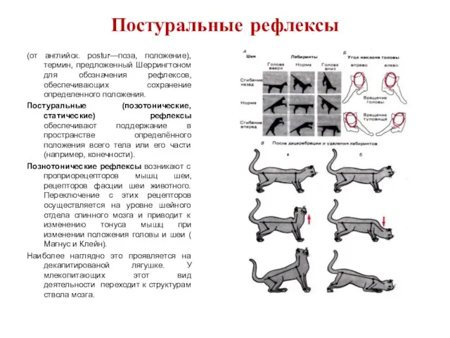 Постуральные рефлексы (от английск. postur—поза, положение), термин, предложенный Шеррингтоном для обозначения