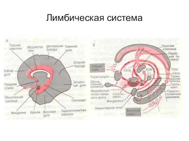 Лимбическая система