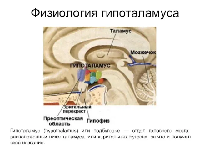 Физиология гипоталамуса Гипоталамус (hypothalamus) или подбугорье — отдел головного мозга, расположенный