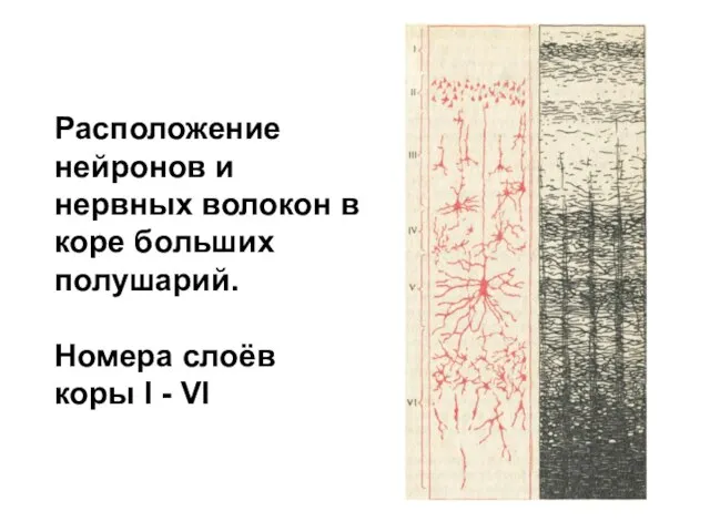 Расположение нейронов и нервных волокон в коре больших полушарий. Номера слоёв коры I - VI