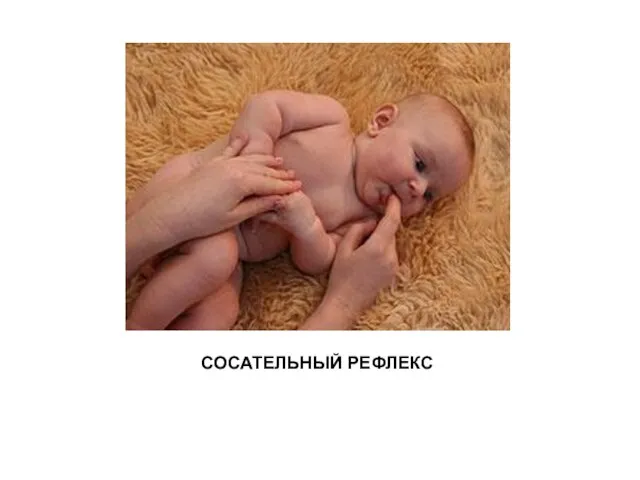 СОСАТЕЛЬНЫЙ РЕФЛЕКС