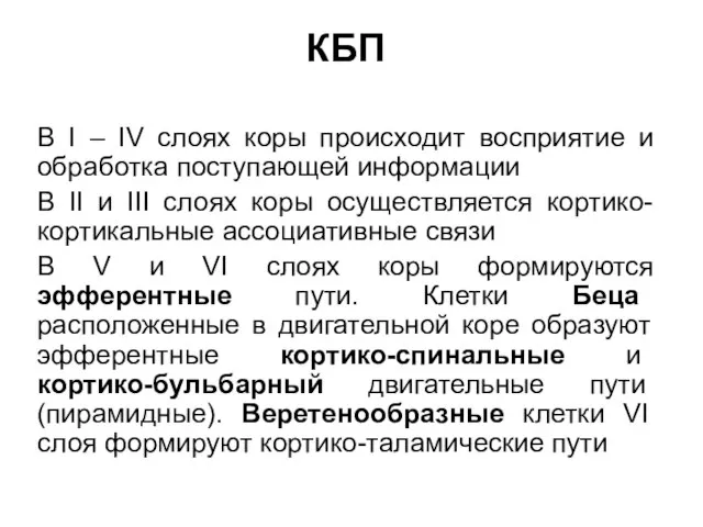 КБП В I – IV слоях коры происходит восприятие и обработка