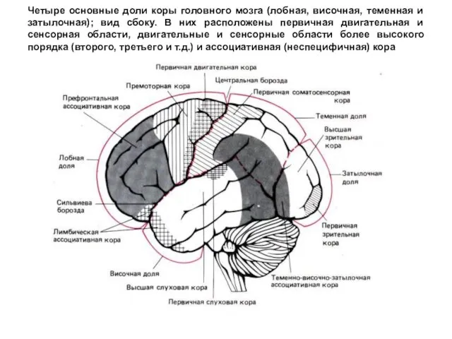 Четыре основные доли коры головного мозга (лобная, височная, теменная и затылочная);