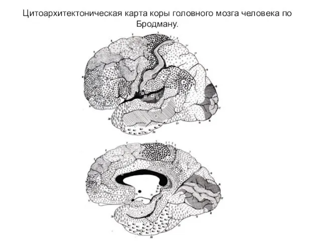 Цитоархитектоническая карта коры головного мозга человека по Бродману.