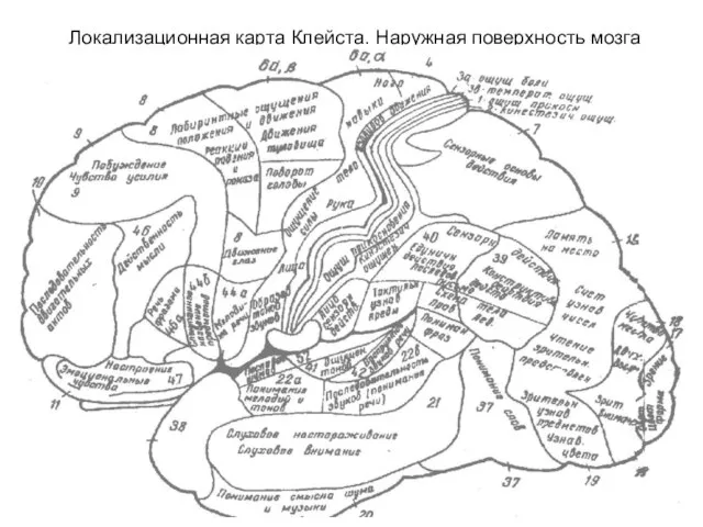 Локализационная карта Клейста. Наружная поверхность мозга