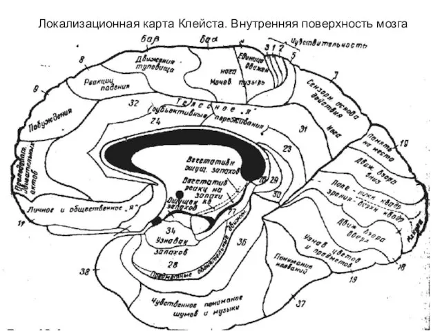 Локализационная карта Клейста. Внутренняя поверхность мозга