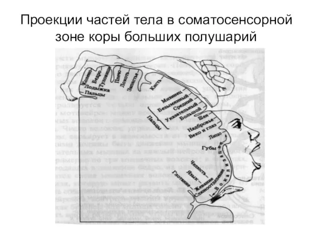 Проекции частей тела в соматосенсорной зоне коры больших полушарий