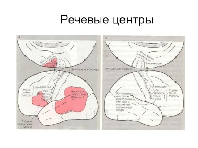 Речевые центры