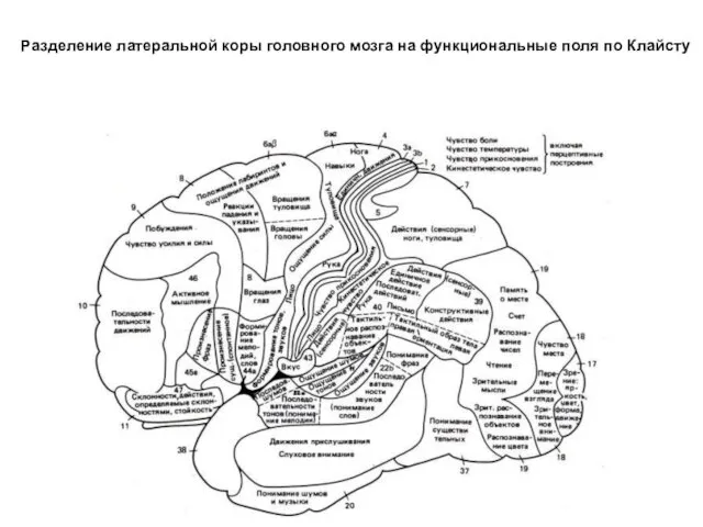 Разделение латеральной коры головного мозга на функциональные поля по Клайсту